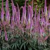 Veronicastrum Fascination